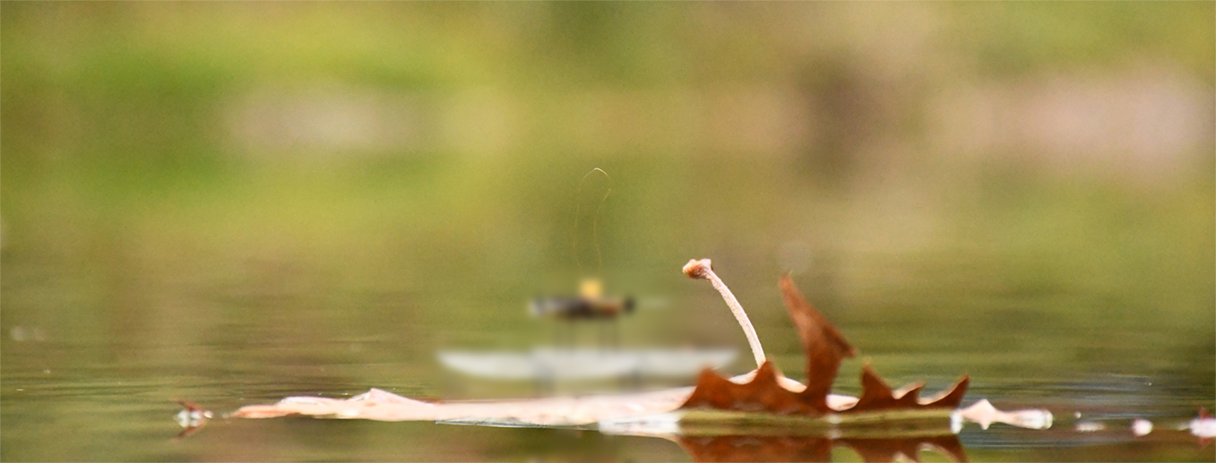 GammaBot actuator response illustration